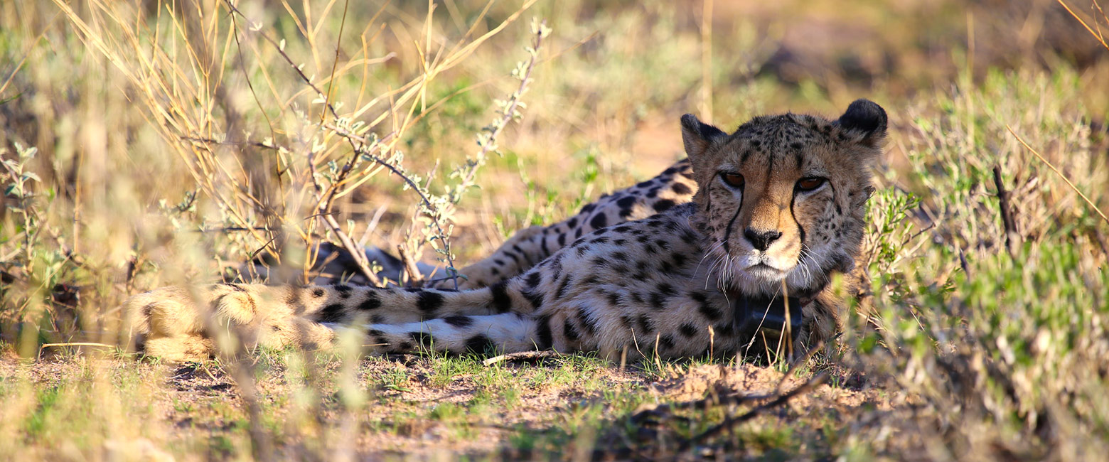 let us know your thoughts about Namibia and we will help you create the perfect safari