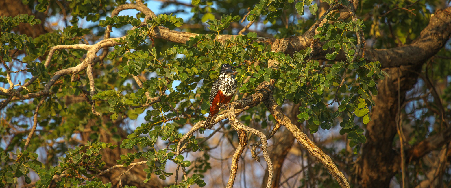 let us know your thoughts about Namibia and we will help you create the perfect safari