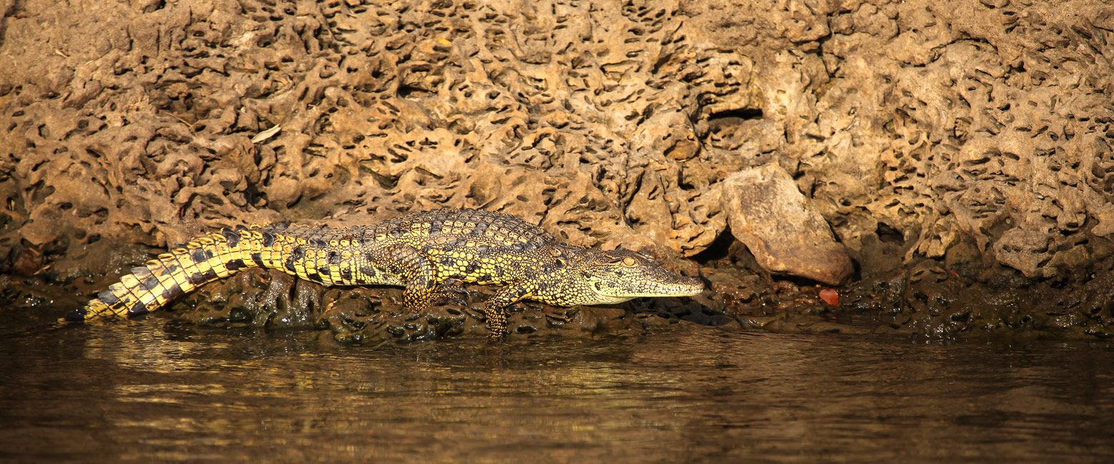 let us know your thoughts about Namibia and we will help you create the perfect safari 