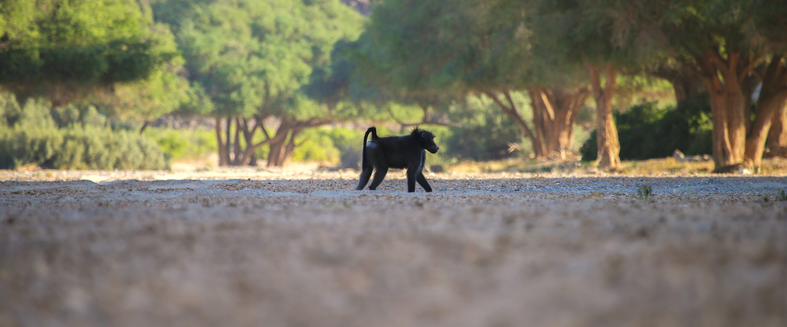 let us know your thoughts about Namibia and we will help you build the perfect safari