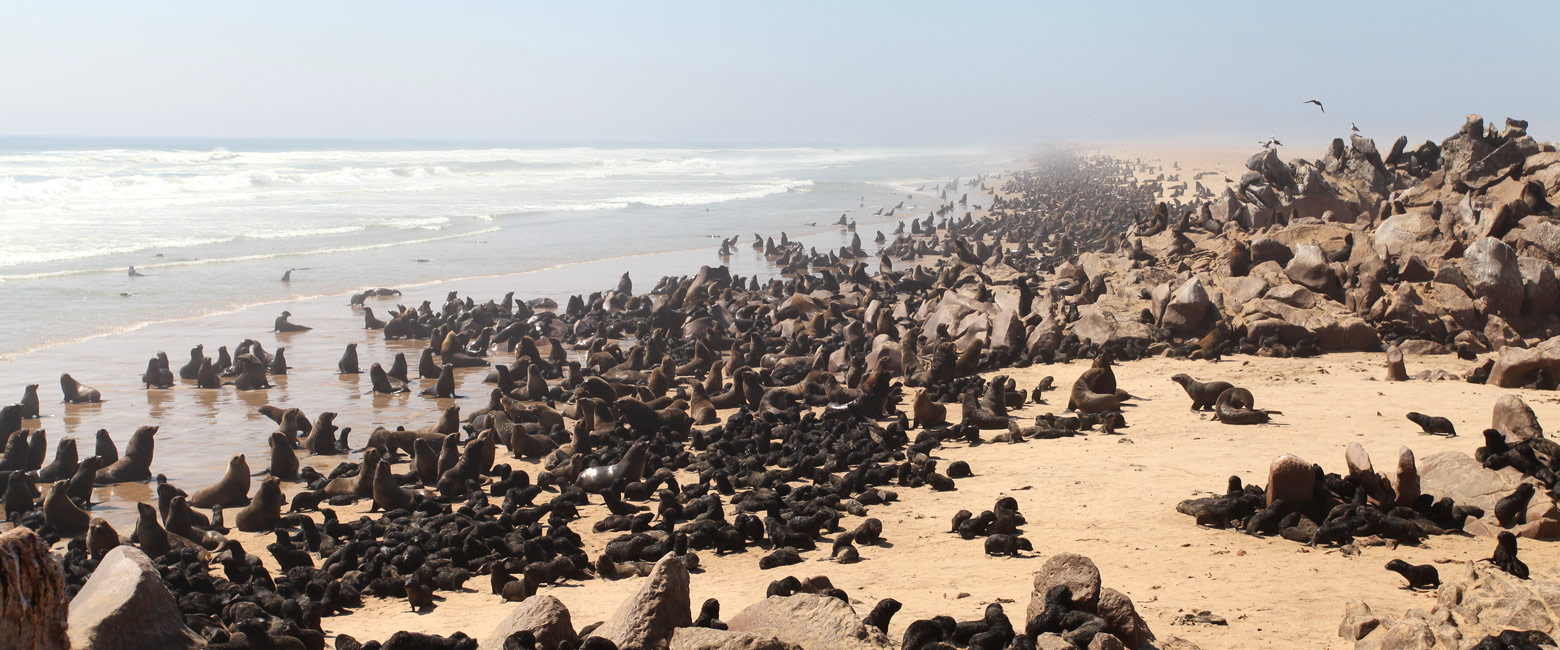 let us know your thoughts about Namibia and we will help you create the perfect safari 