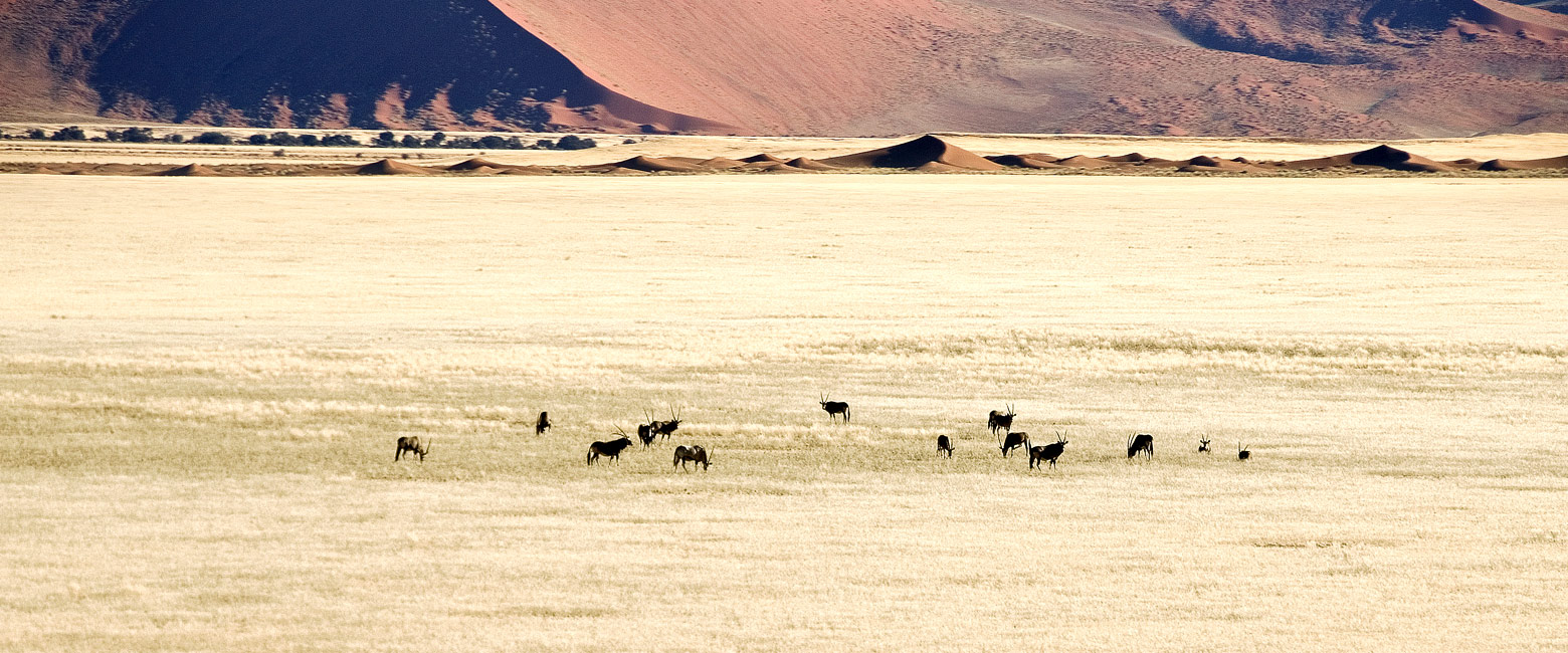 let us know your thoughts about Namibia and we will help you create the perfect safari 