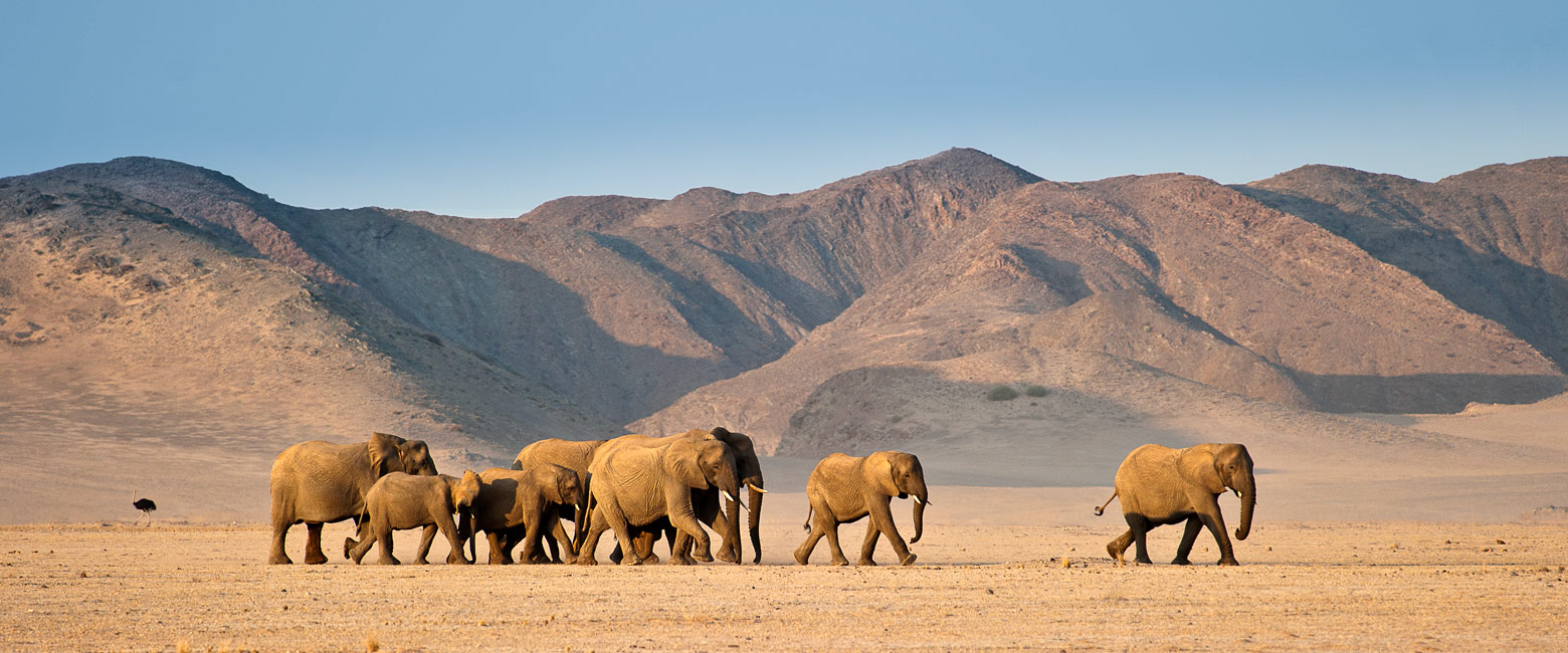let us know your thoughts about Namibia and we will help you create the perfect safari