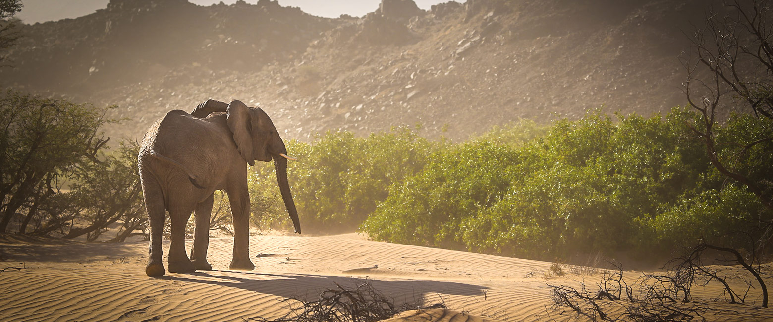 let us know your thoughts about Namibia and we will help you create the perfect safari 