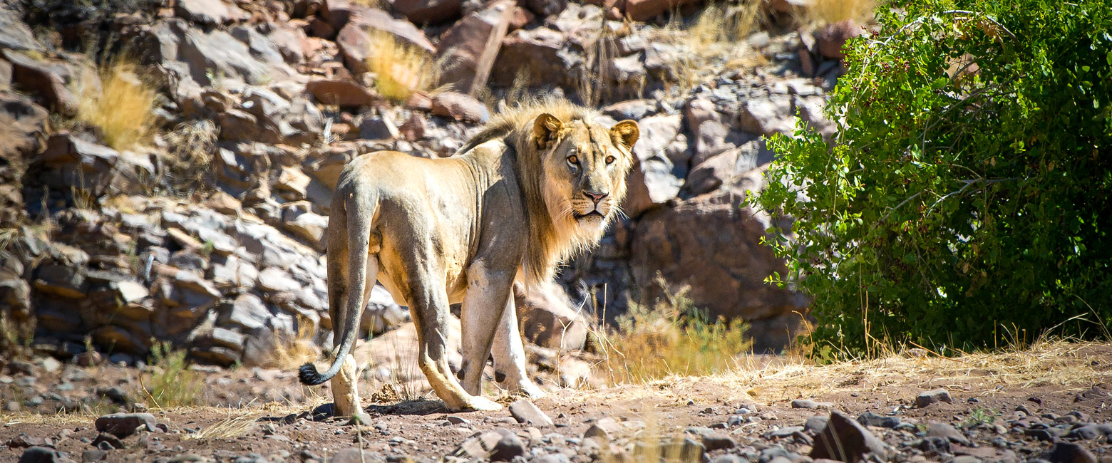 let us know your thoughts about Namibia and we will help you create the perfect safari