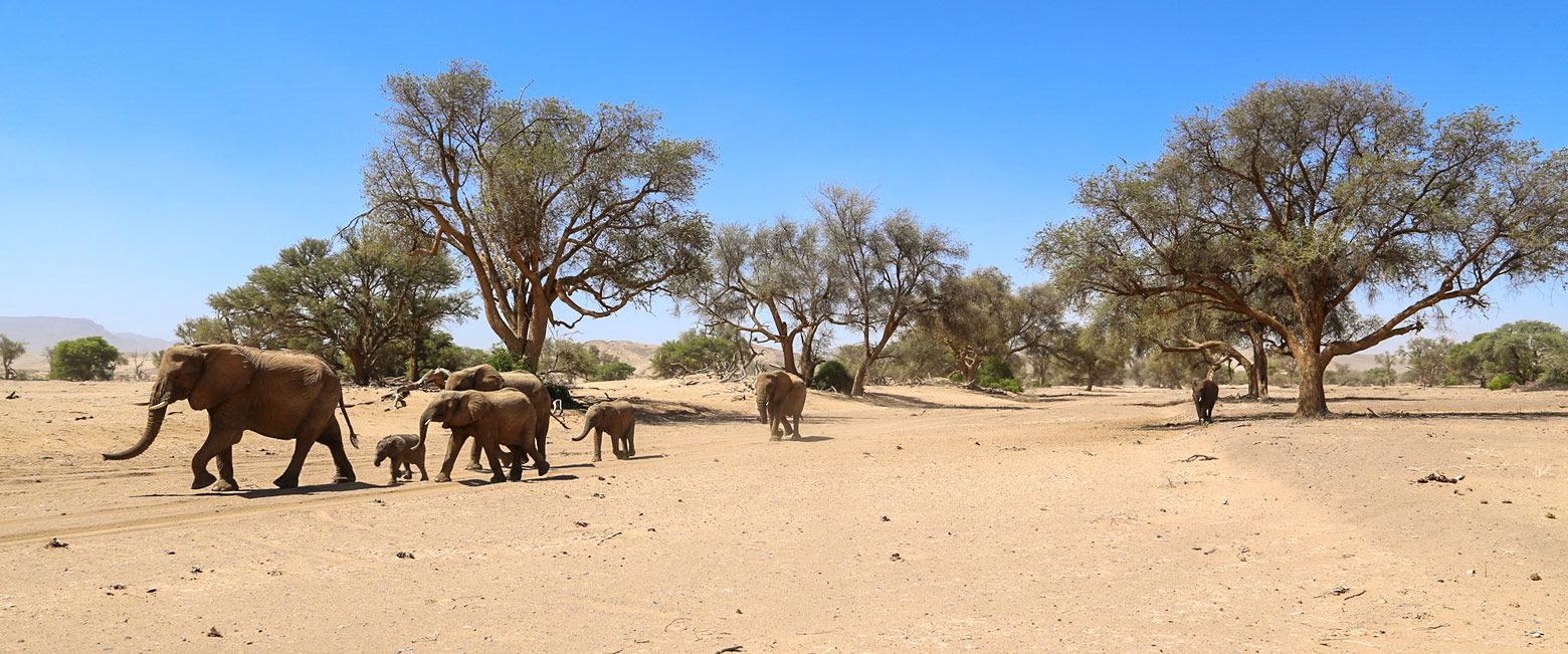 let us know your thoughts about Namibia and we will help you create the perfect safari
