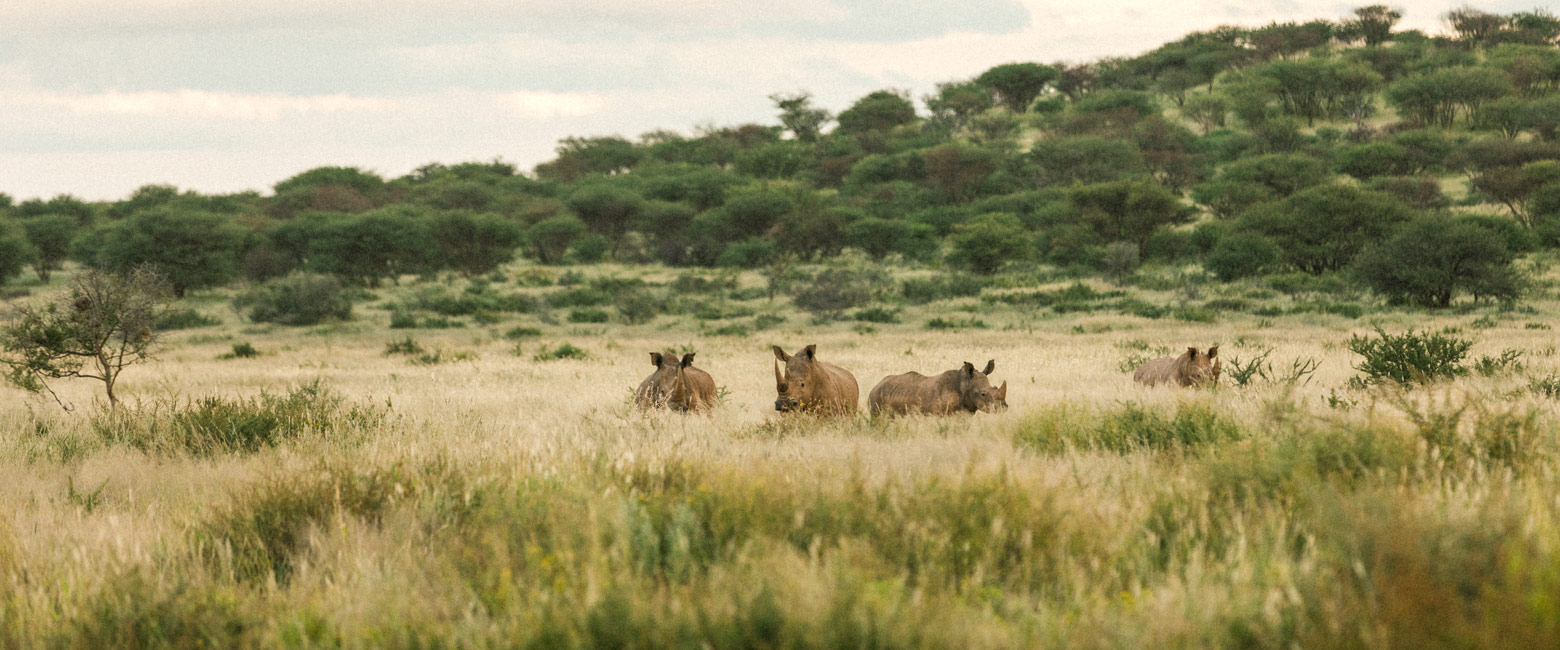 let us know your thoughts about Namibia and we will help you create the perfect safari 