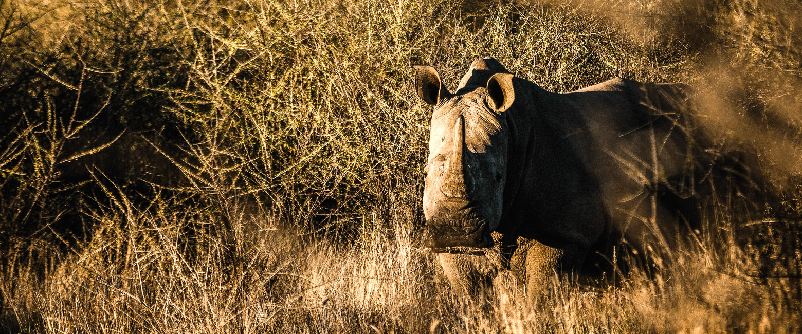 let us know your thoughts about Namibia and we will help you create the perfect safari 