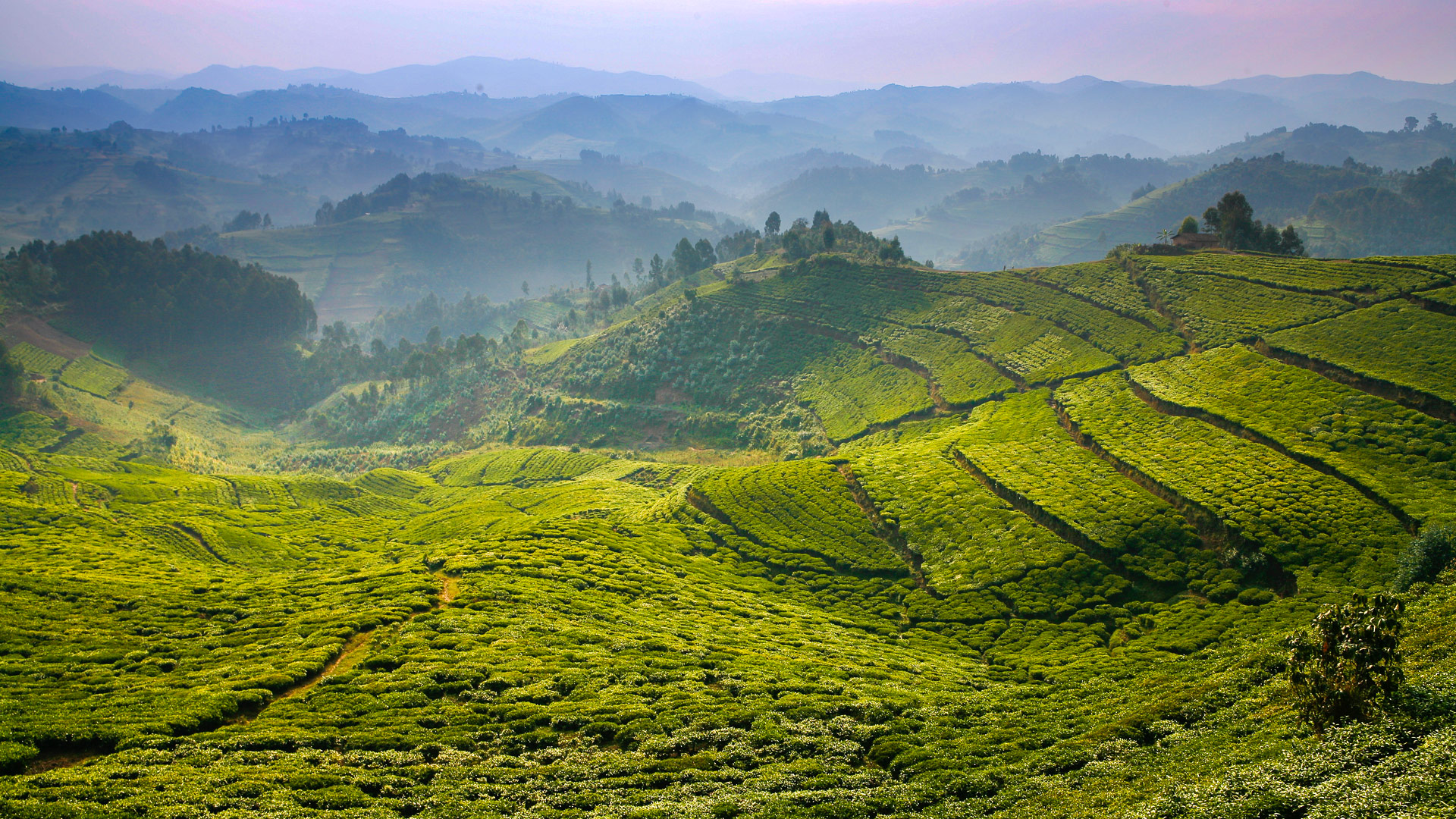 Virunga Mountains, Nyungwe, Kigali, Serengeti, Ngorongoro, Zanzibar Island