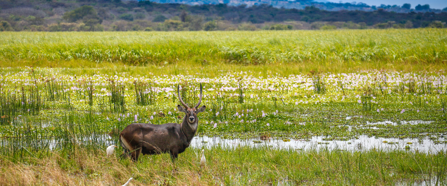 let us know your thoughts about Rwanda and we will help you create the perfect safari