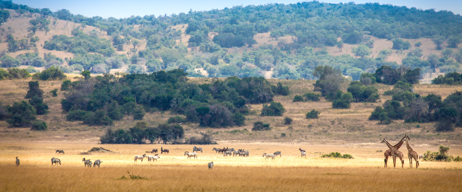 let us know your thoughts about Rwanda and we will help you create the perfect safari