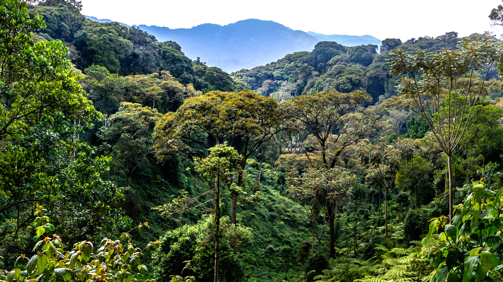 Safari to Nyungwe