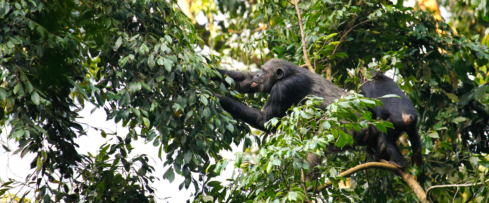 let us know your thoughts about Rwanda and we will help you create the perfect safari 