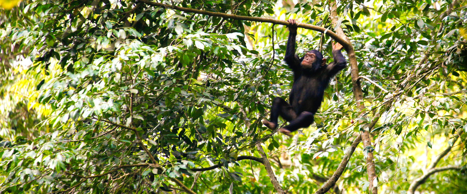 let us know your thoughts about Rwanda and we will help you create the perfect safari 
