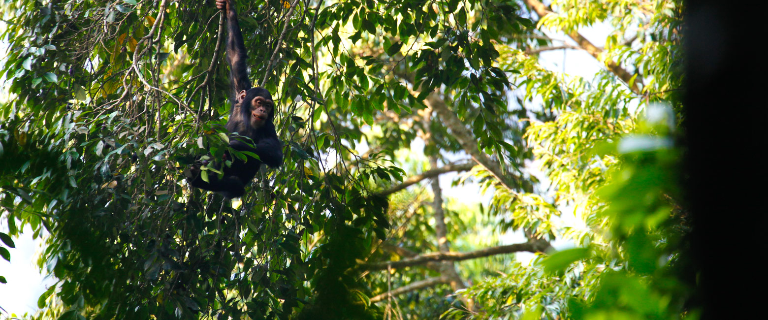 let us know your thoughts about Rwanda and we will help you create the perfect safari