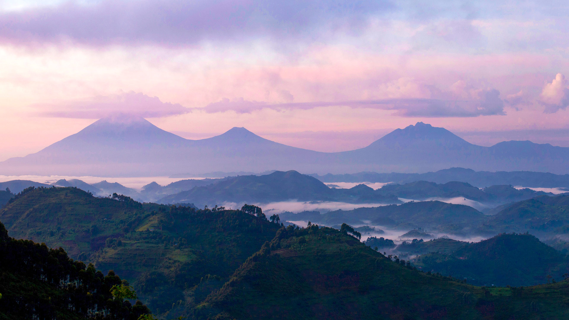 Gorilla tracking in the Virunga Mountains