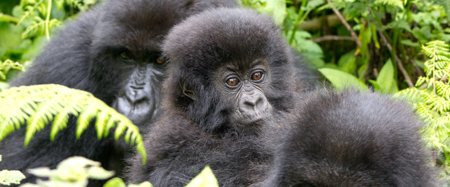 let us know your thoughts about Rwanda and we will make sure to deliver the perfect safari 