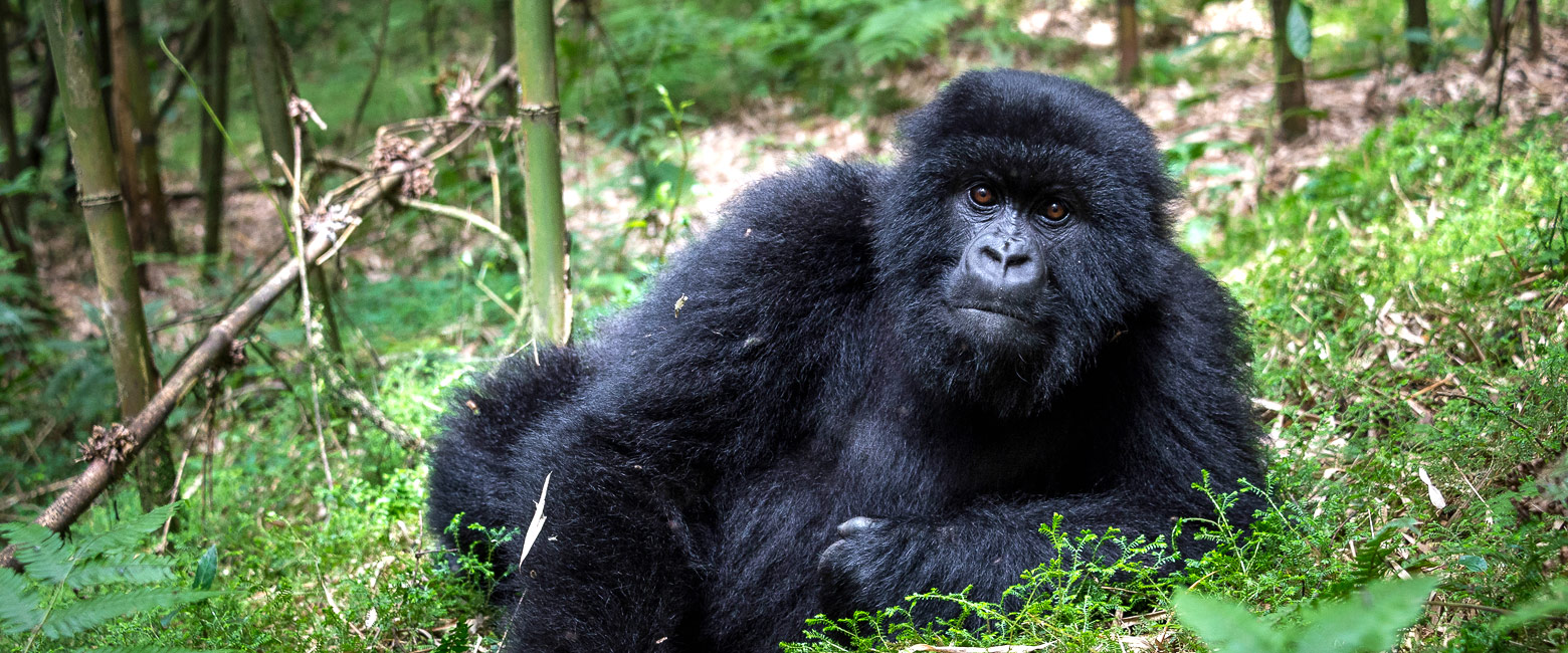 let us know your thoughts about Rwanda and we will help you create the perfect safari 