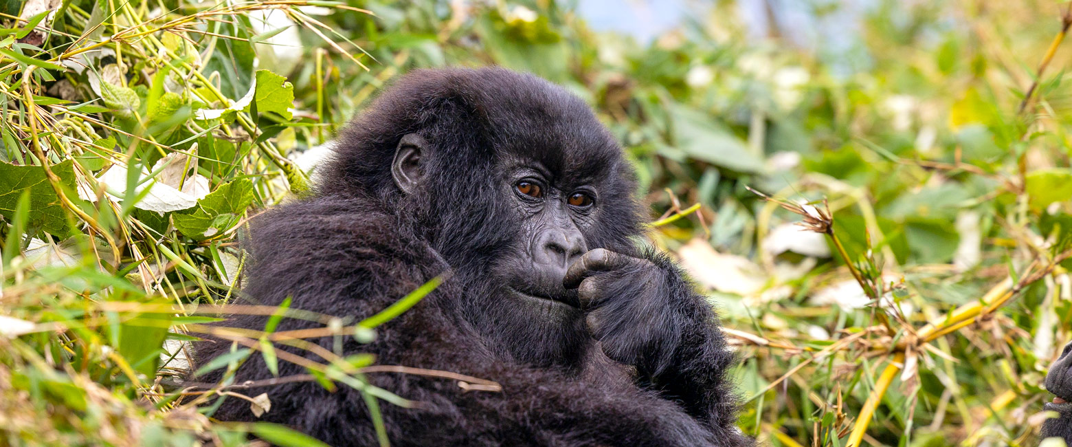 let us know your thoughts about Rwanda and we will help you create the perfect safari