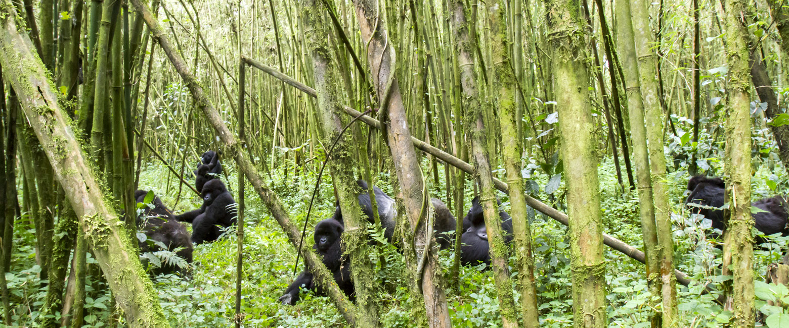 let us know your thoughts about Rwanda and we will help you create the perfect safari