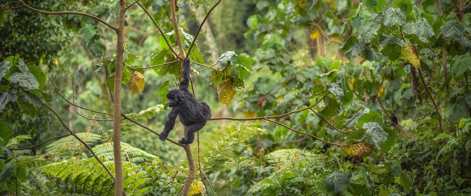 let us know your thoughts about Rwanda and we will help you create the perfect safari 