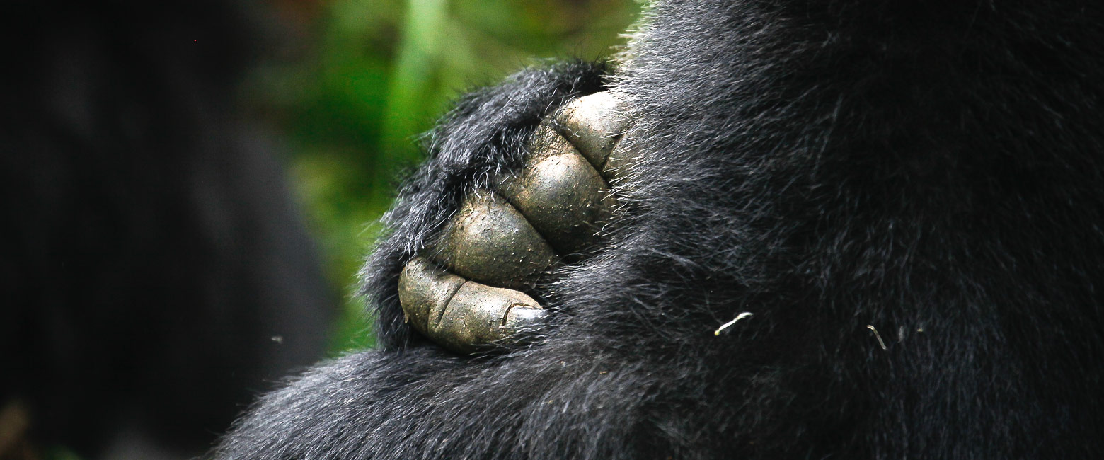 let us know your thoughts about Rwanda and we will help you create the perfect safari 