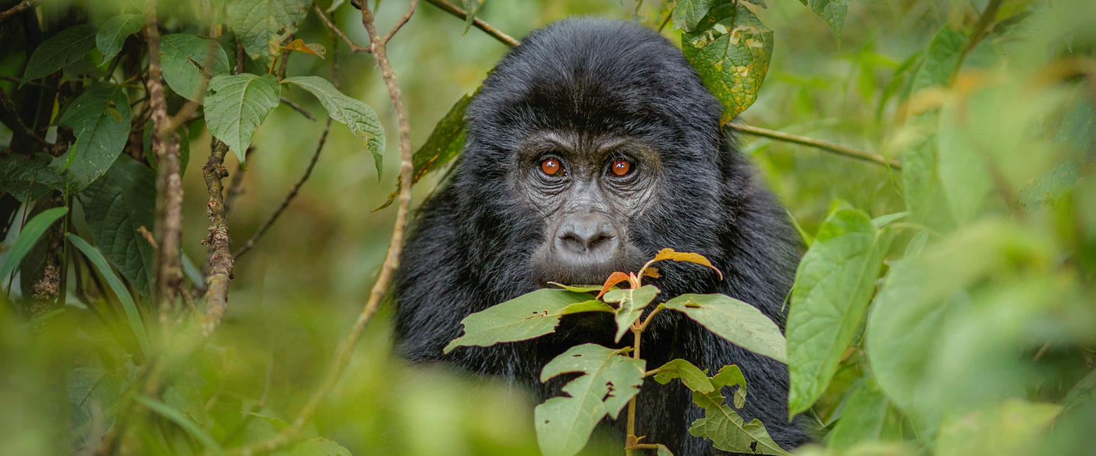 let us know your thoughts about Rwanda and we will help you create the perfect safari 