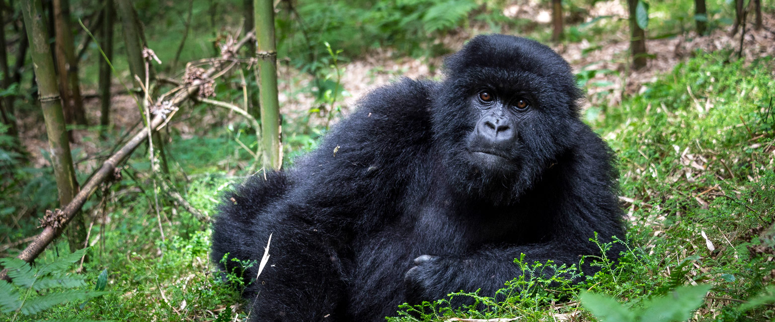 let us know your thoughts about Rwanda and we will help you create the perfect safari 