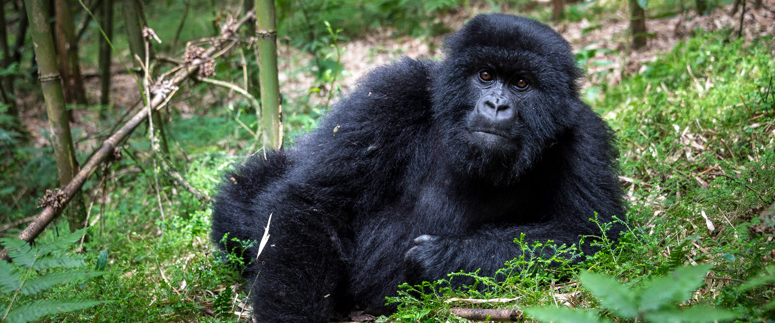let us know your thoughts about Rwanda and we will help you create the perfect safari 