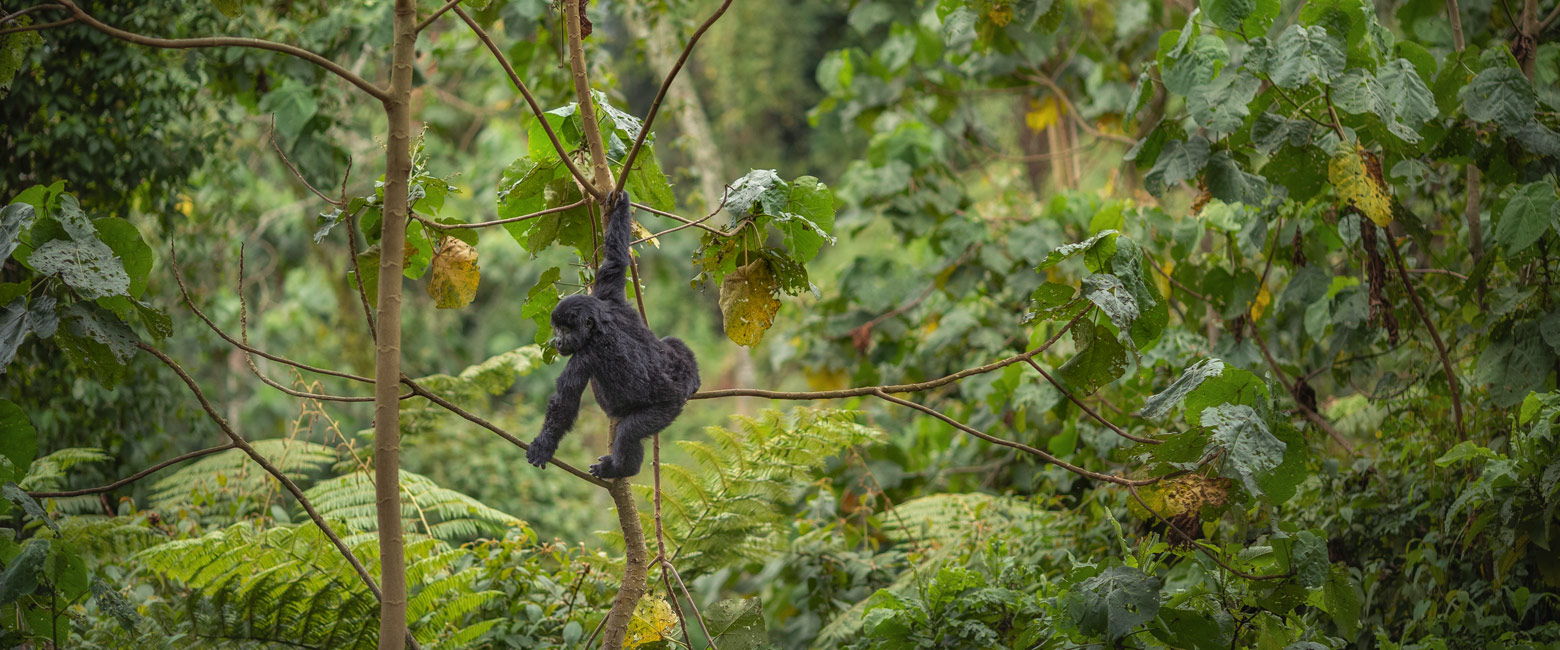 let us know your thoughts about Rwanda and we will help you create the perfect safari 