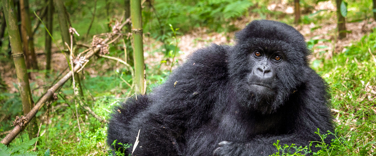 let us know your thoughts about Rwanda and we will help you create the perfect safari 