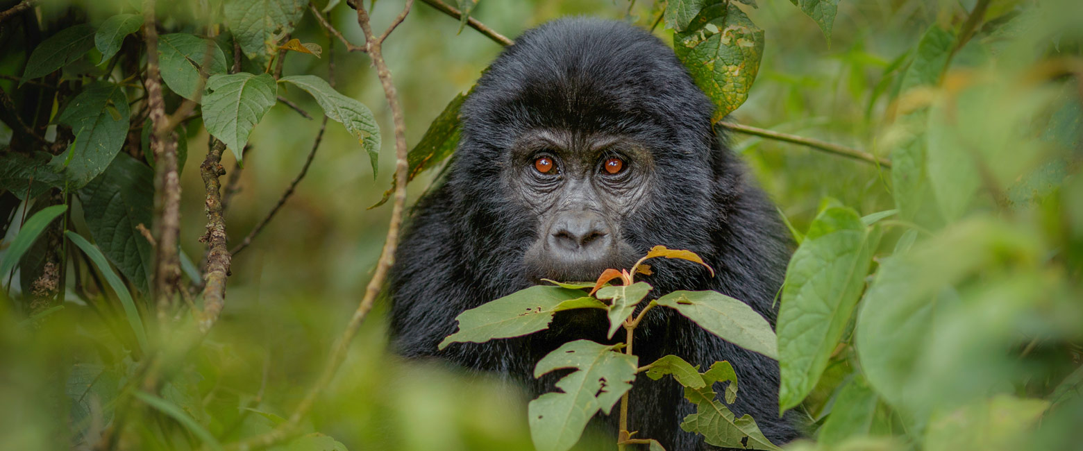 let us know your thoughts about Rwanda and we will help you create the perfect safari 