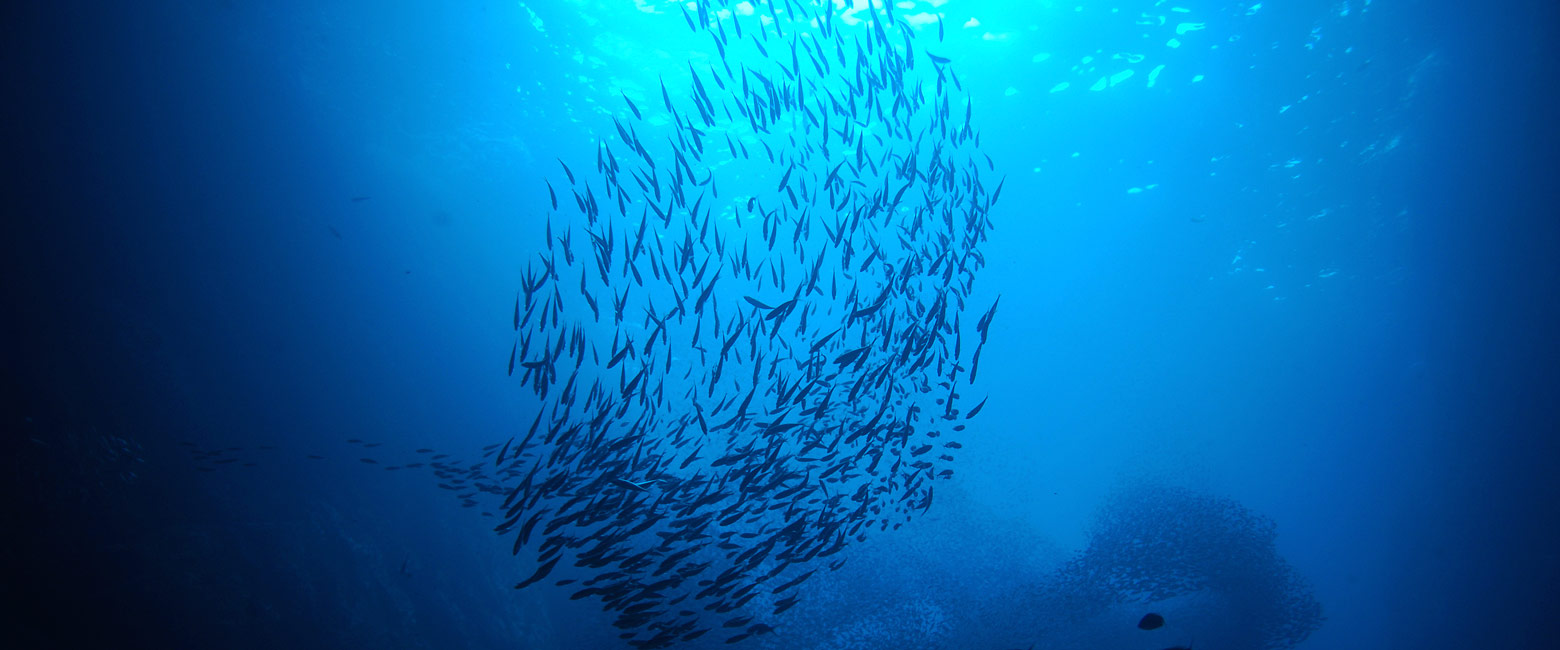 let us know your thoughts about Sao Tome and we will help you create the perfect safari