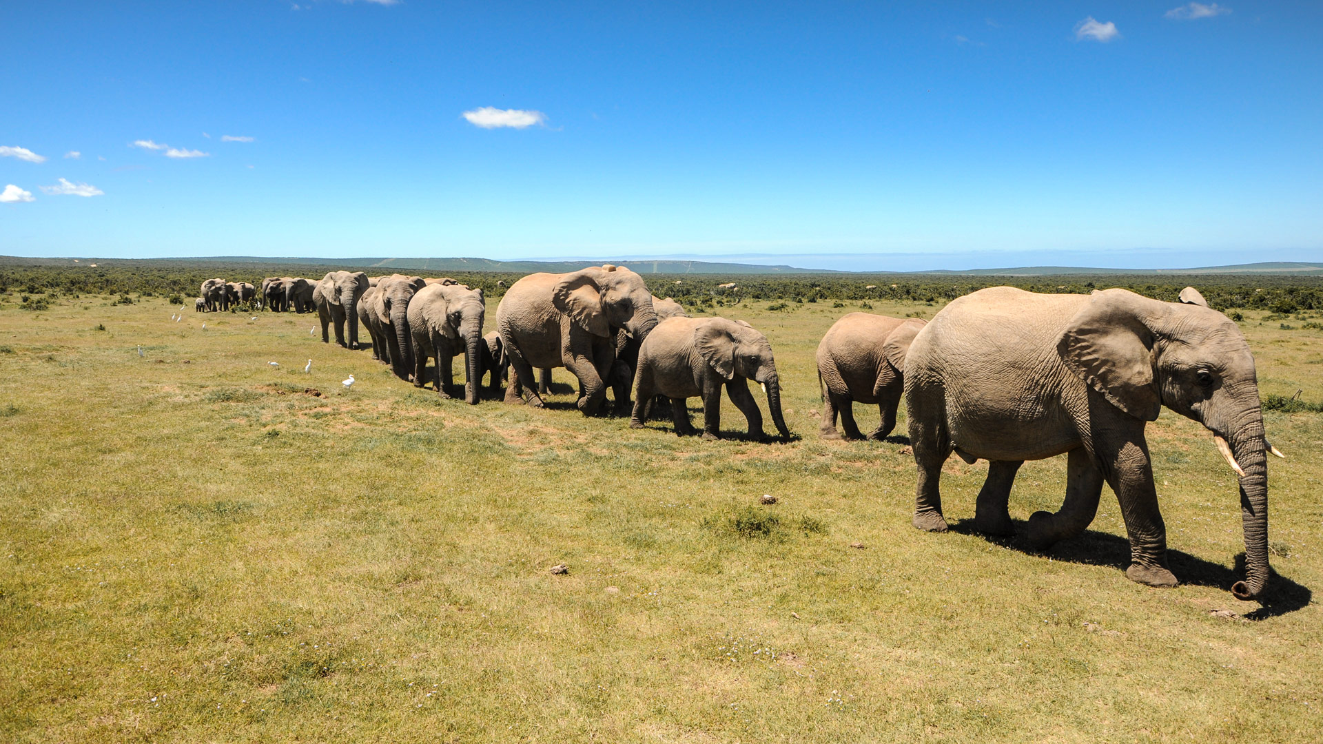 Safari to Addo