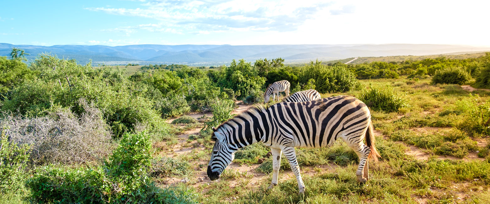 let us know your thoughts about South Africa and we will help you create the perfect safari