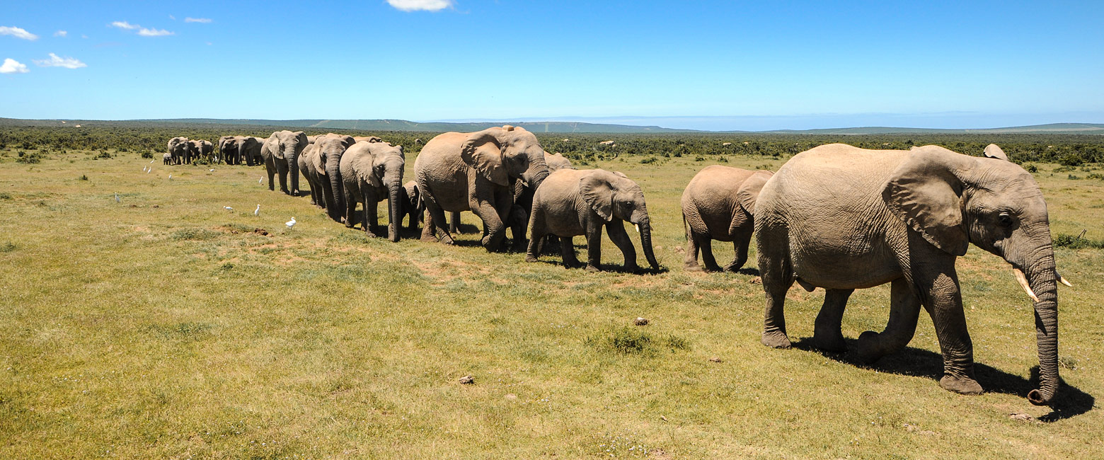 let us know your thoughts about South Africa and we will help you create the perfect safari