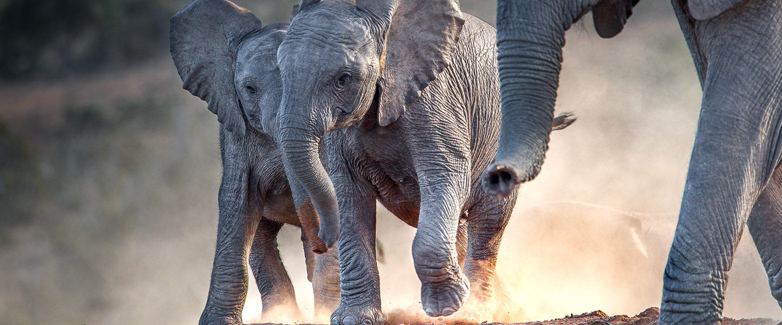 let us know your thoughts about South Africa and we will help you create the perfect safari
