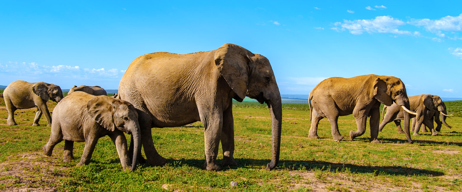 let us know your thoughts about South Africa and we will help you create the perfect safari