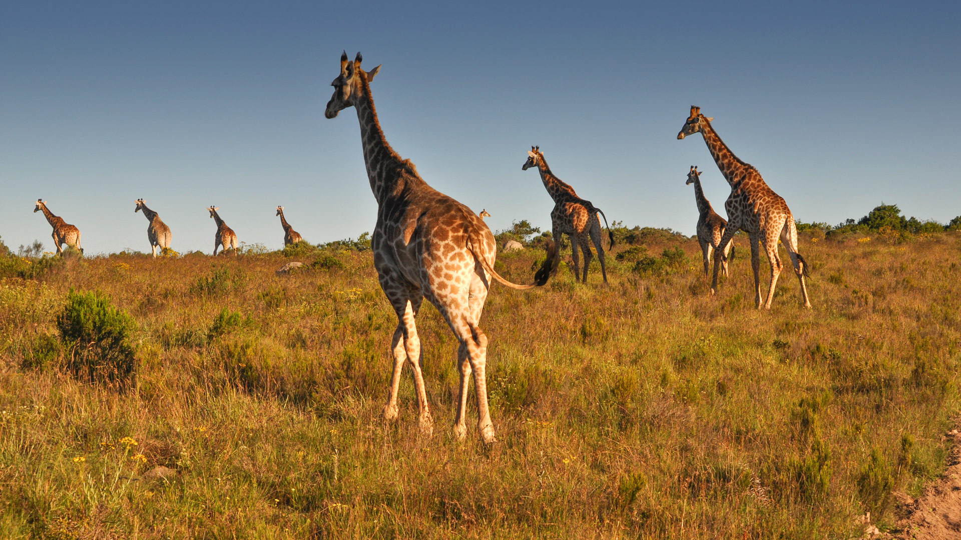 Safari to Amakhala and Shamwari