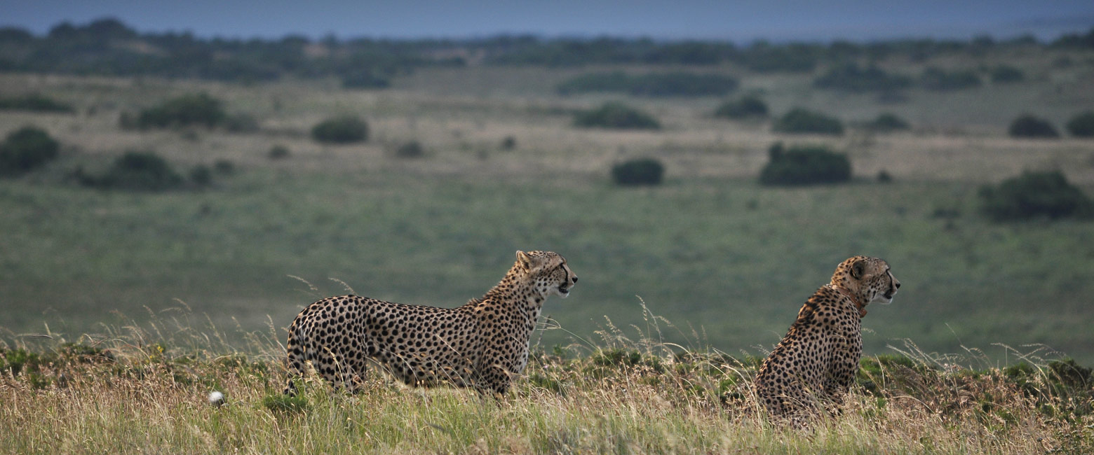 let us know your thoughts about South Africa and we will make sure to deliver the perfect safari