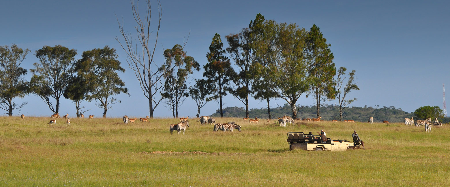 let us know your thoughts about South Africa and we will make sure to deliver the perfect safari 