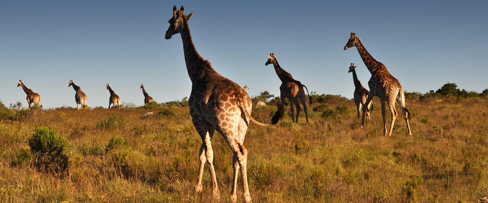 let us know your thoughts about South Africa and we will help you create the perfect safari
