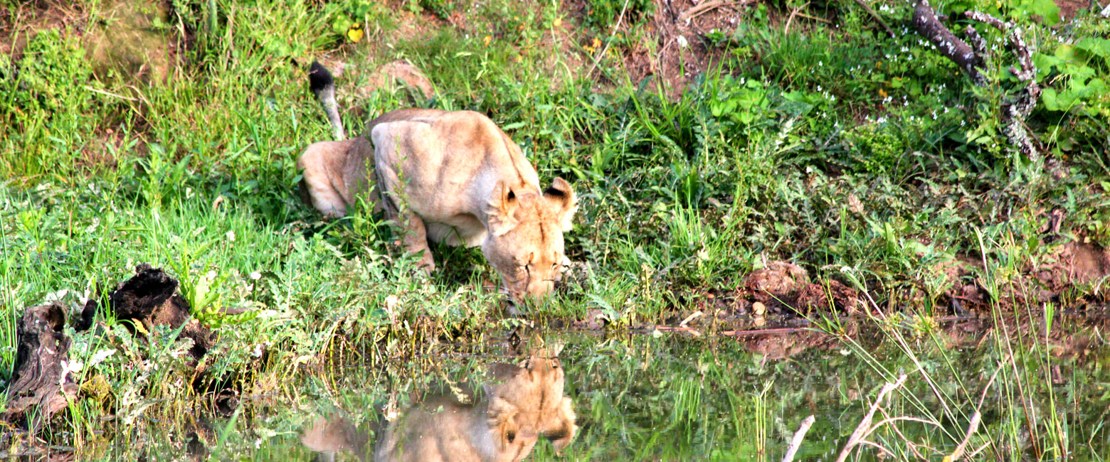 is an impressive historic farmstead in the Shamwari area of the Eastern Cape 