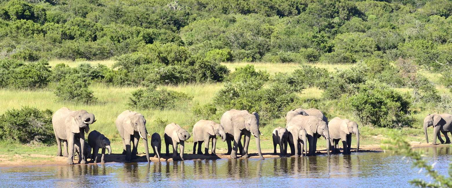 let us know your thoughts about South Africa and we will make sure to deliver the perfect safari 