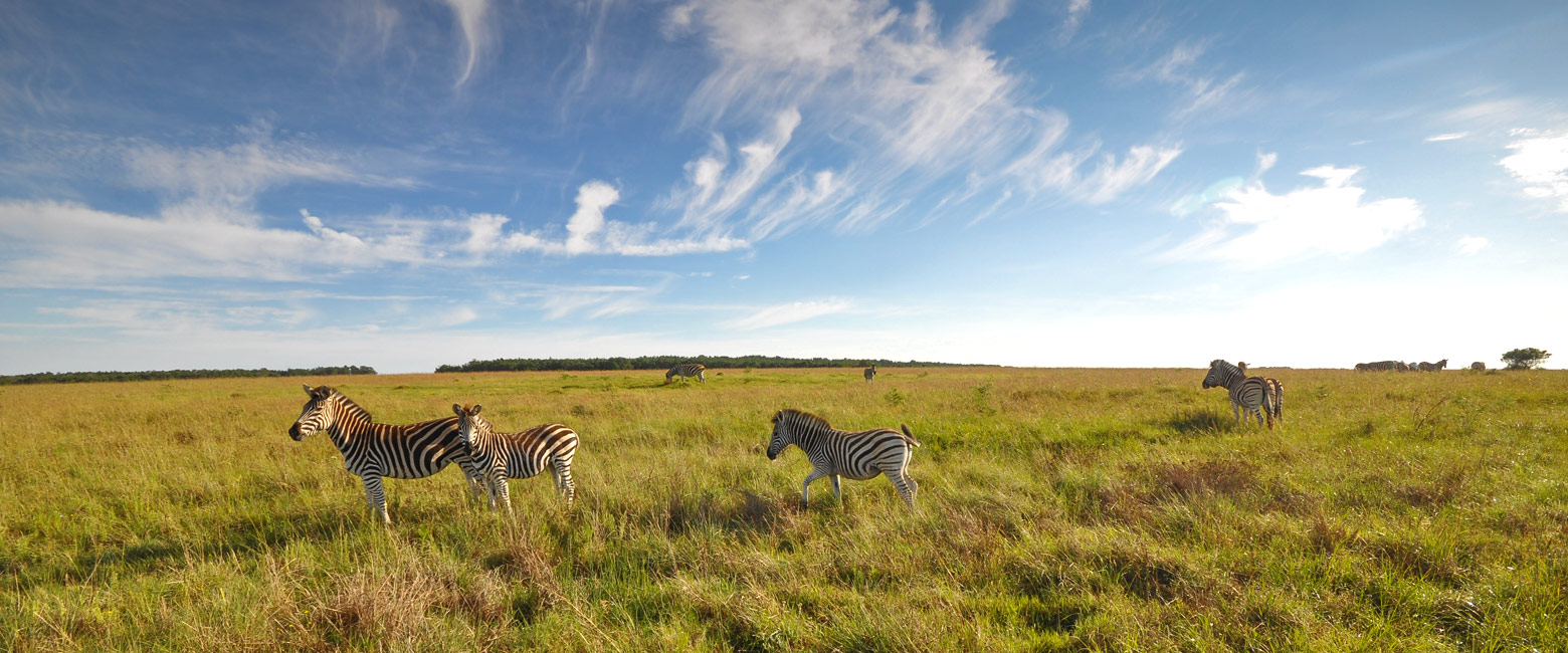 let us know your thoughts about South Africa and we will help you create the perfect safari 
