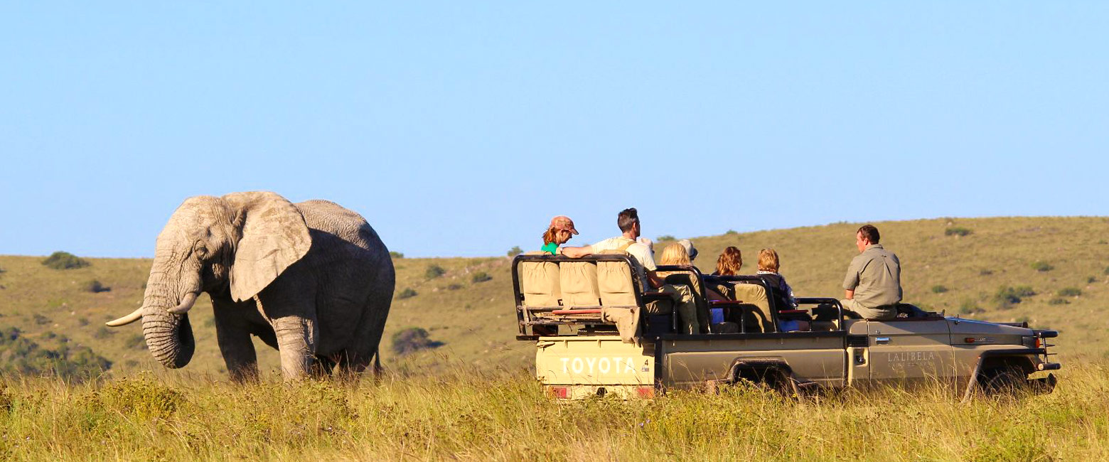 let us know your thoughts about South Africa and we will help you create the perfect safari 