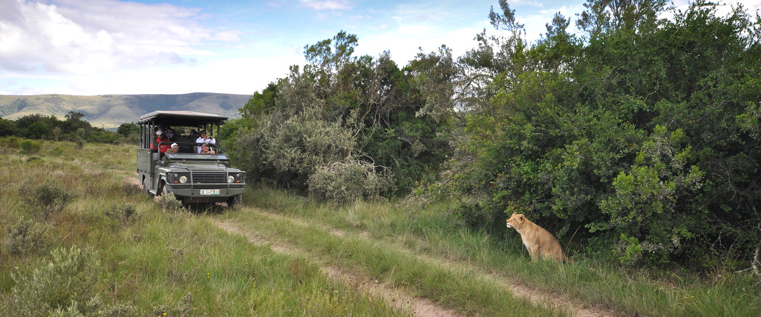 let us know your thoughts about South Africa and we will help you create the perfect safari