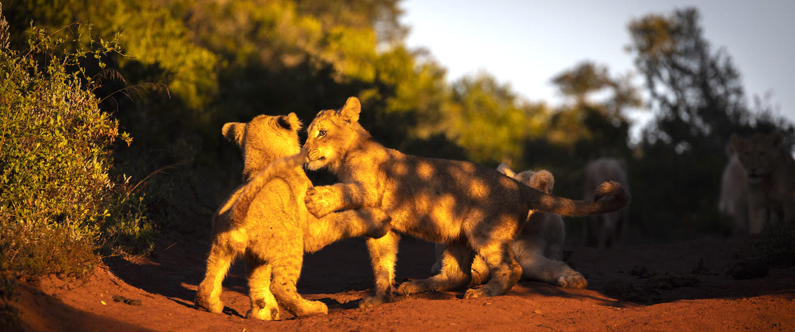let us know your thoughts about South Africa and we will make sure to deliver the perfect safari 