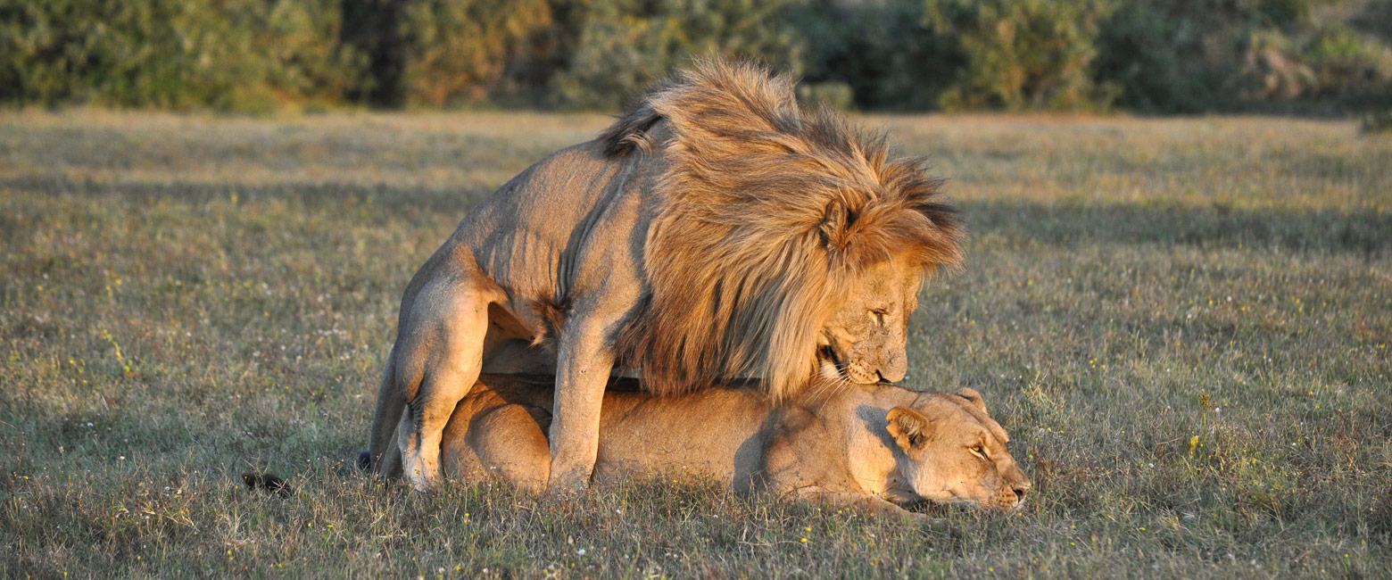 let us know your thoughts about South Africa and we will make sure to deliver the perfect safari