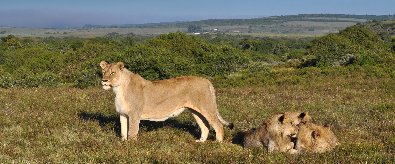 let us know your thoughts about South Africa and we will make sure to deliver the perfect safari 